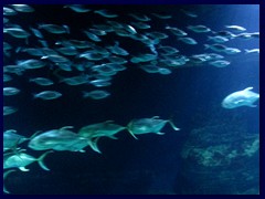 L'Oceanogràfic Oceanarium 039